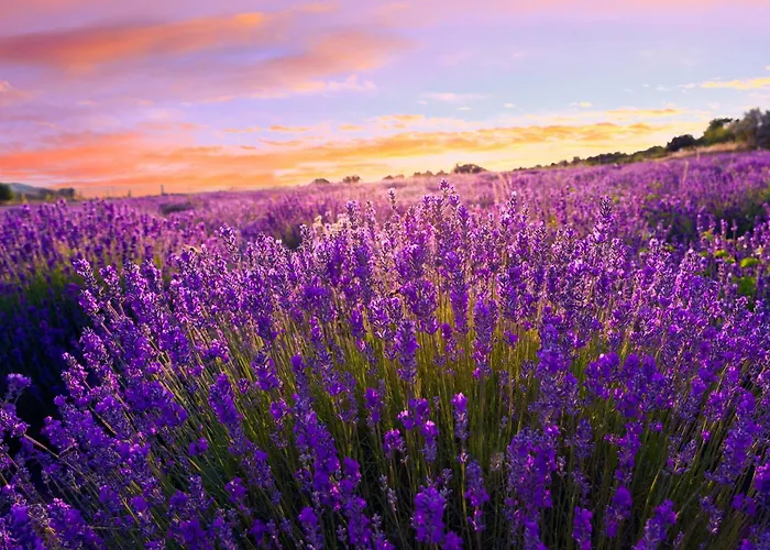 Lakefront In Zamardi-balaton 55198 * Замарди